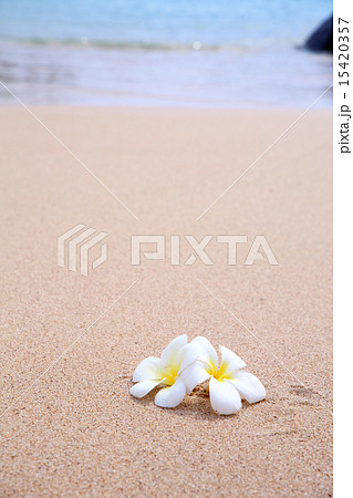 プルメリアと水 15420357