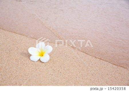プルメリアと水 15420358