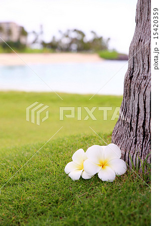 プルメリア 15420359