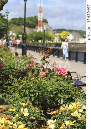 横須賀ヴェルニー公園のバラ 15420497