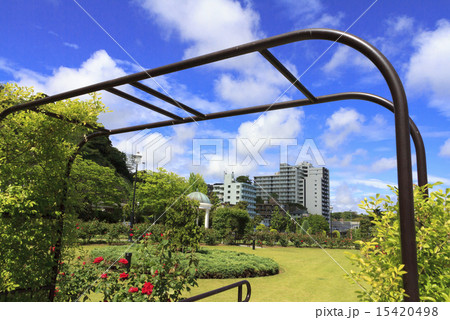 横須賀ヴェルニー公園のバラ 横須賀ヴェルニー公園のバラ 15420498