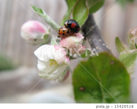 りんごの花とてんとう虫 15420518