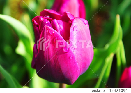 チューリップ 15421094