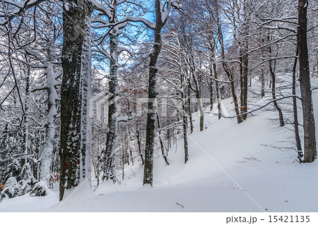 forest in winter forest in winter 15421135