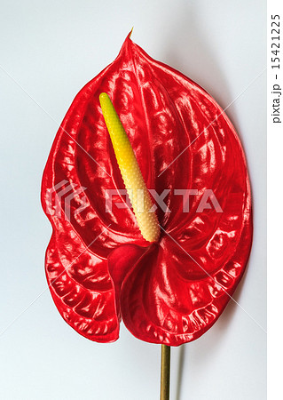 red flamingo flower 15421225