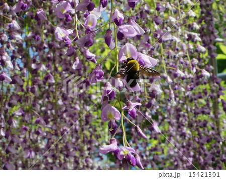 クマバチ　藤の花 15421301