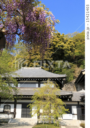 鎌倉の長谷寺（リニューアル後）の春 15421403