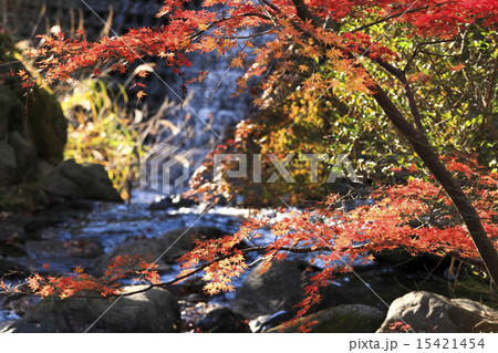 熱海梅園の紅葉 熱海梅園の紅葉 15421454