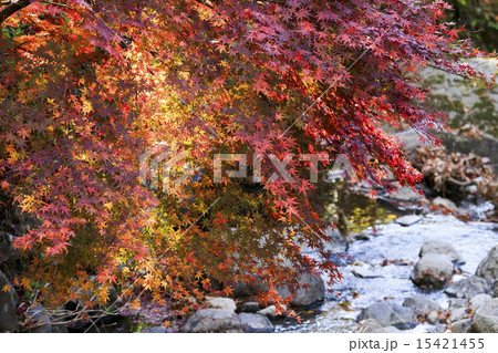 熱海梅園の紅葉 熱海梅園の紅葉 15421455