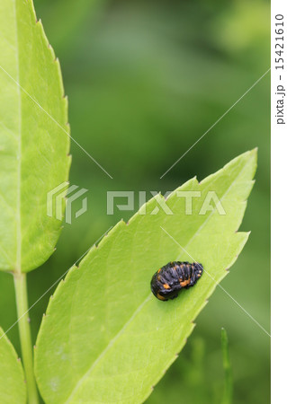 ナナホシテントウのさなぎ06 ナナホシテントウのさなぎ06 15421610
