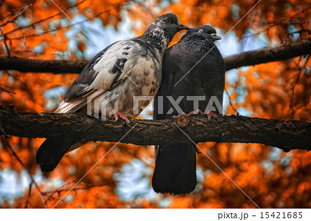 Pair of pigeons birds in love Pair of pigeons birds in love 15421685