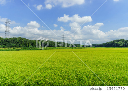 夏の佐倉市の水田風景 夏の佐倉市の水田風景 15421770