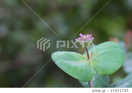 ツキヌキニンドウの花の蕾と雨雫 ツキヌキニンドウの花の蕾と雨雫 15421795