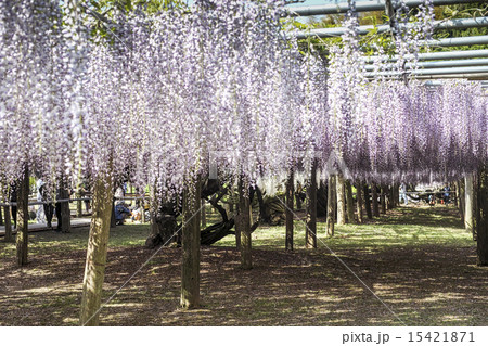 河内藤園 15421871