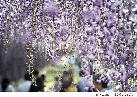河内藤園 河内藤園 15421879