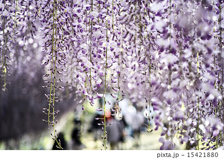 河内藤園 河内藤園 15421880