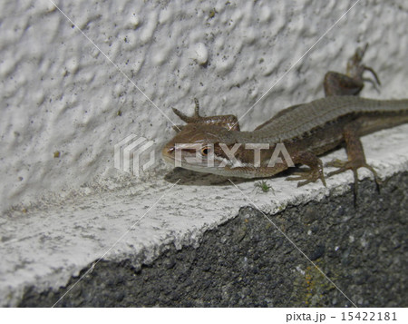 トカゲ トカゲ 15422181