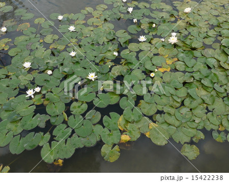 池の蓮 池の蓮 15422238