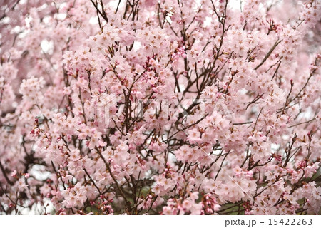 山形・伊佐沢の久保桜 15422263