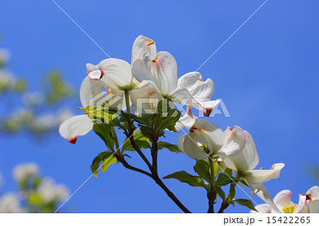 ハナミズキ 15422265