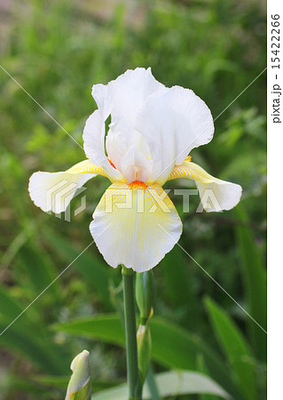 ジャーマンアイリス 15422266