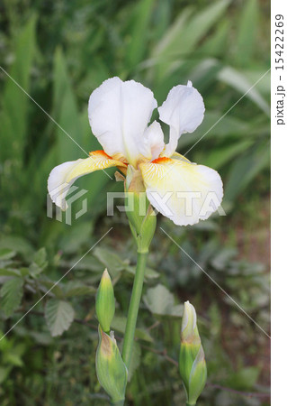 ジャーマンアイリス 15422269