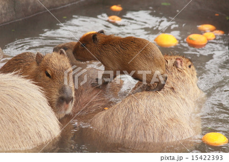 カピパラ カピパラ 15422393