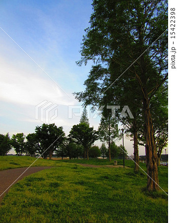 手賀沼公園 15422398