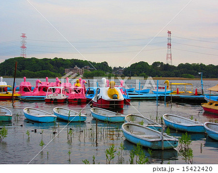 手賀沼公園 15422420