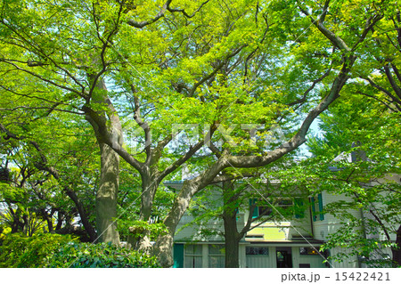 新緑の横浜元町のエリクスマン邸 15422421