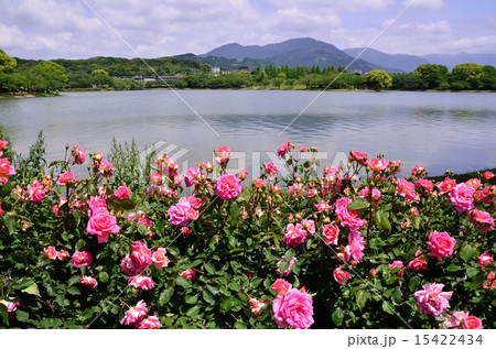 バラのある公園 15422434