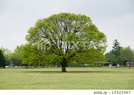 大きなケヤキの木 巨木の写真素材