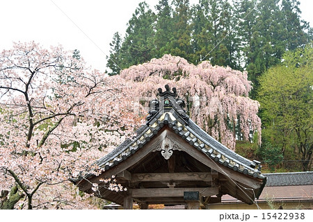 福島県・福聚寺のしだれ桜 15422938