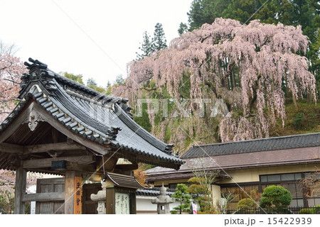 福島県・福聚寺のしだれ桜 福島県・福聚寺のしだれ桜 15422939