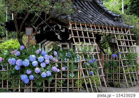 白山神社　あじさい 15423029
