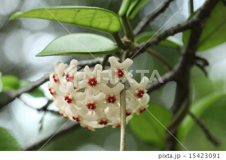 自然　植物　サクララン、四月半ば頃、石垣島の山の中で見つけました 15423091