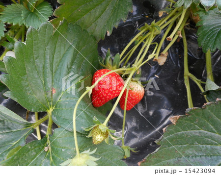 苺畑 苺畑 15423094