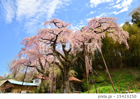 福島県・紅枝垂れ地蔵桜 15423250