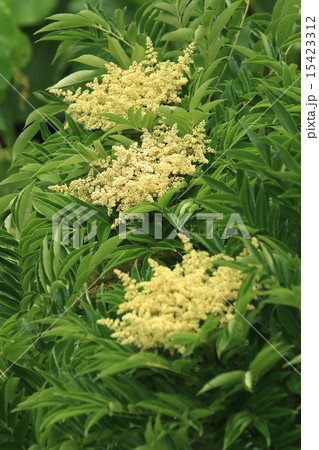 自然 植物 フシノハアワブキ、大きい木なので下からはなかなか花が見えません 自然 植物 フシノハアワブキ、大きい木なので下からはなかなか花が見えません 15423312