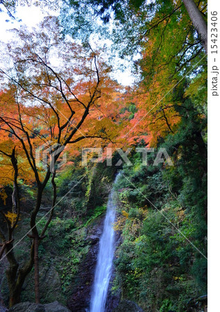 養老の滝の紅葉 15423406
