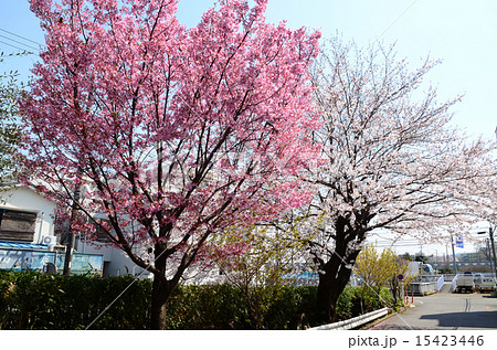 ヒカンザクラとソメイヨシノ ヒカンザクラとソメイヨシノ 15423446