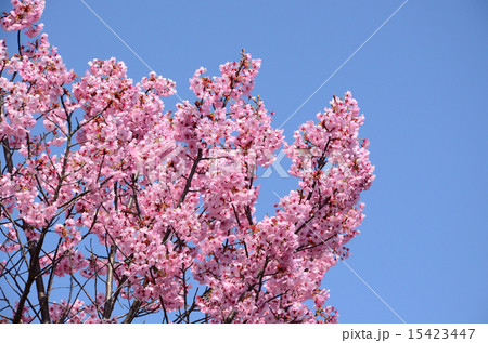 ヒカンザクラ ヒカンザクラ 15423447