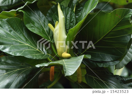 自然 植物 パンノキ、花が出ているようです。垂れ下がっているのはこれから大きくなる実でしょうか 自然 植物 パンノキ、花が出ているようです。垂れ下がっているのはこれから大きくなる実でしょうか 15423523