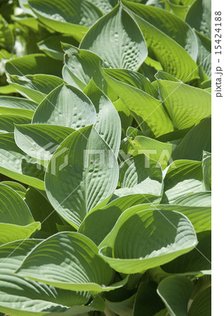 ギボウシ 15424188