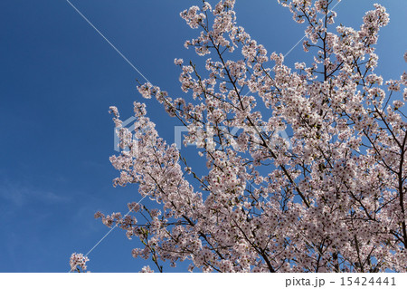 日本晴れの青空に向かって伸びる満開の桜の資料 15424441