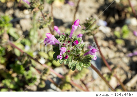 仏の座（ホトケノザ）の唇形花冠の資料 15424467