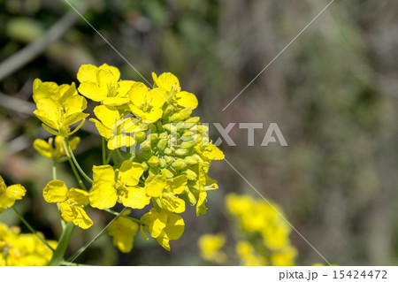 西洋油菜（セイヨウアブラナ）の花序の資料 15424472