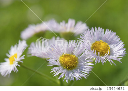 春の野の花 春の野の花 15424621