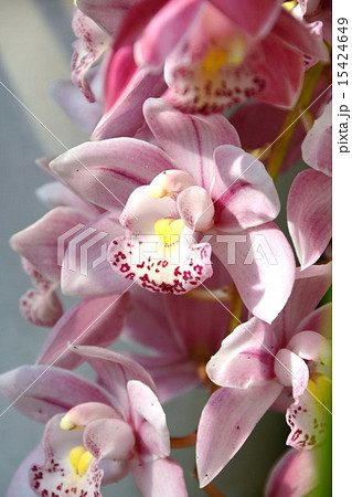 シンビジウム シンビジウム 15424649