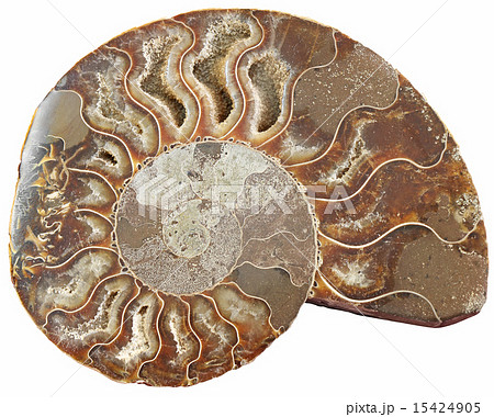 Ammonite 15424905